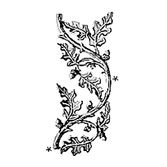Oak